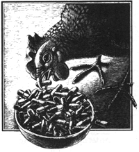 Genetic Engineering: Antibiotics and the U.S. Meat Supply Image